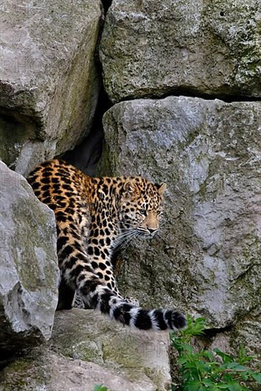 Amur leopard