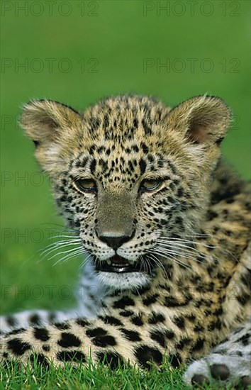 Panthera pardus ciscaucasica