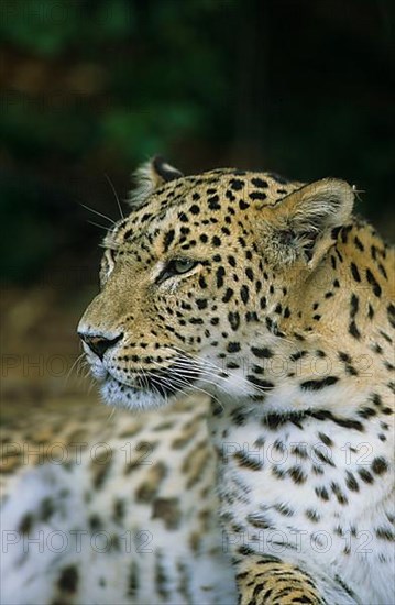 Panthera pardus ciscaucasica