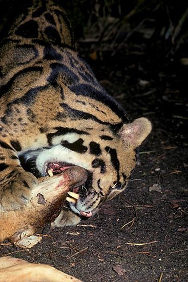 Clouded leopard