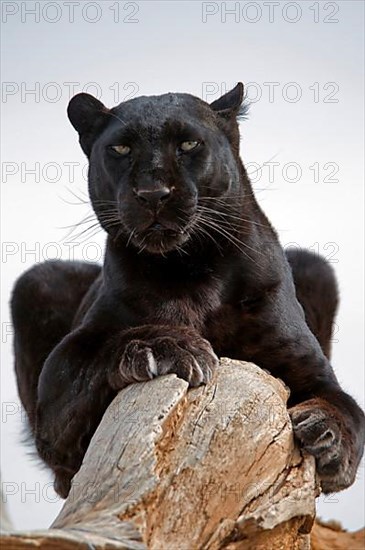 African leopard niche leopards