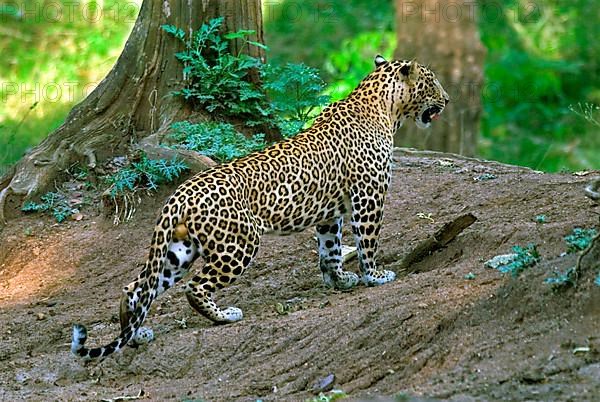 Indian leopard