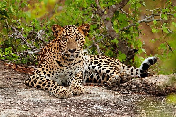 Sri Lankan sri lankan leopard