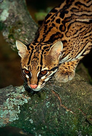 Ocelot