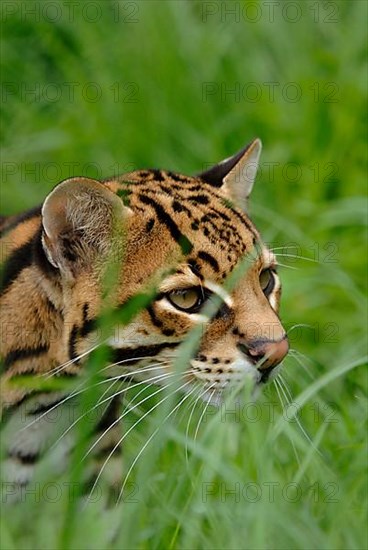 Ocelot