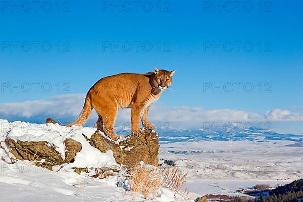 Cougar