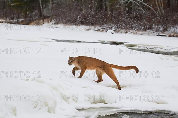 Cougar