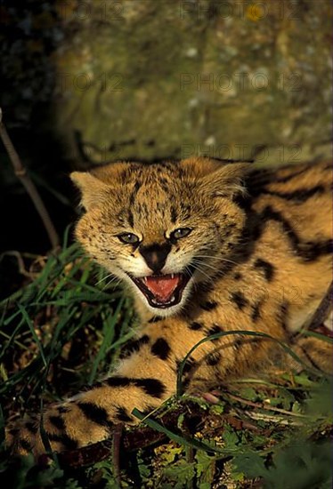 Servals