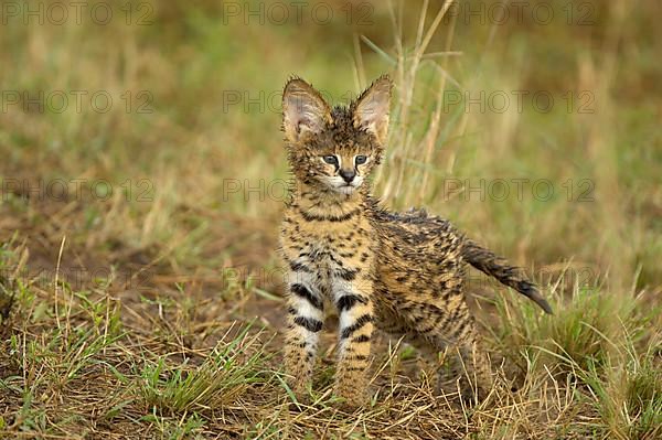 Servals