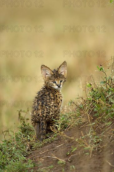 Servals