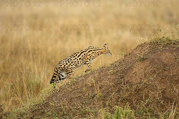 Servals