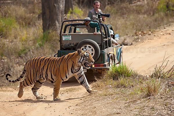 Indian tiger