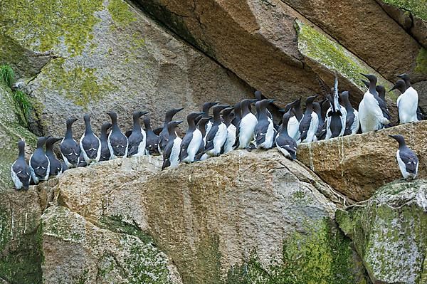 Common Murres or common guillemot