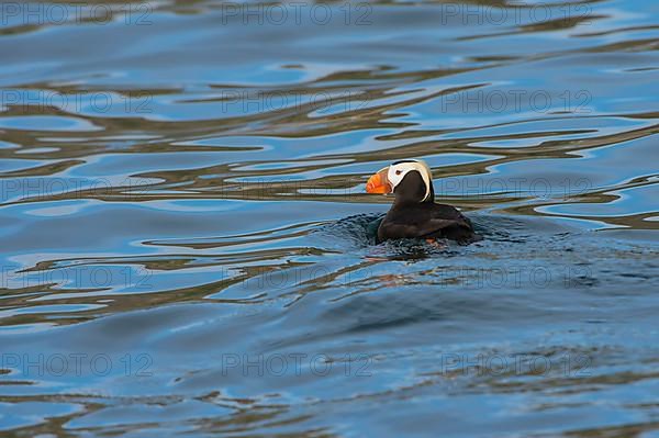 Tufted puffin