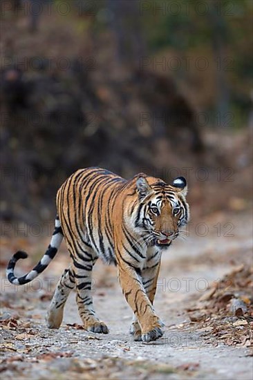 Bengal tiger