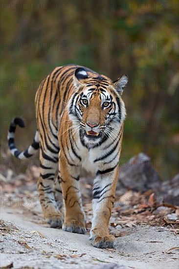 Bengal tiger