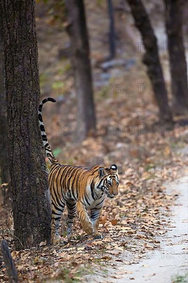 Bengal tiger