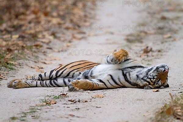 Bengal tiger