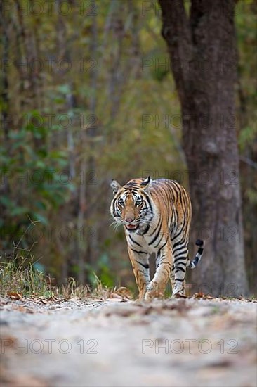 Bengal tiger