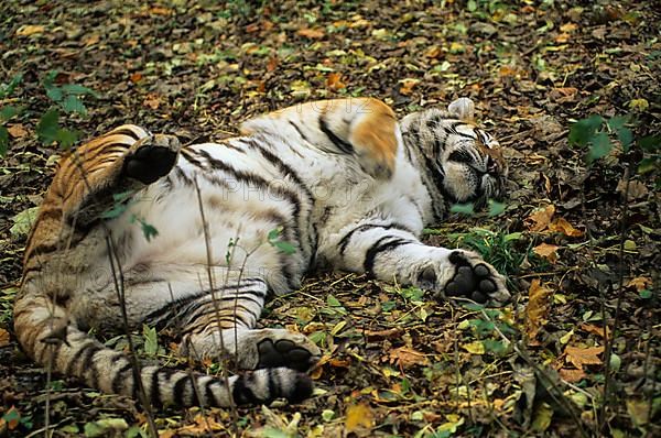 Siberian tiger