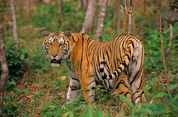 Indochinese tiger