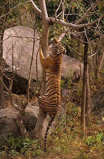 Indochinese tiger