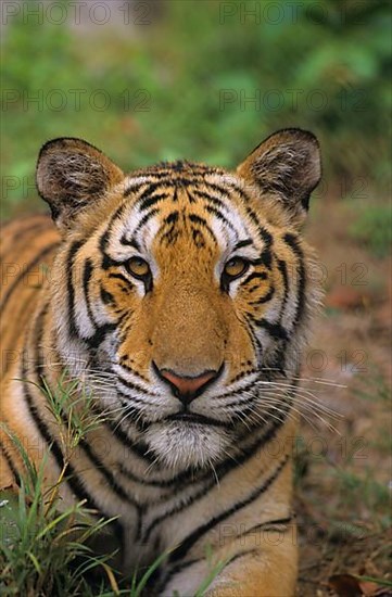 Indochinese tiger