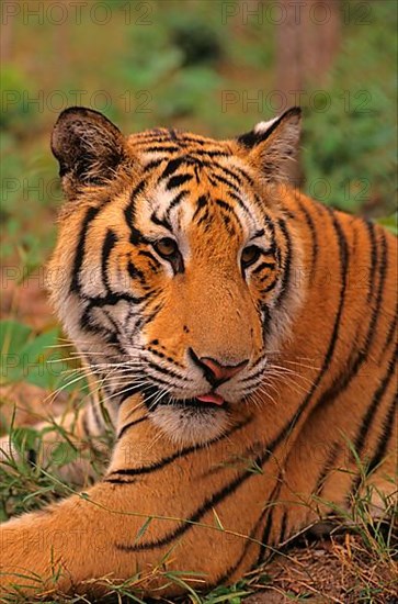 Indochinese tiger