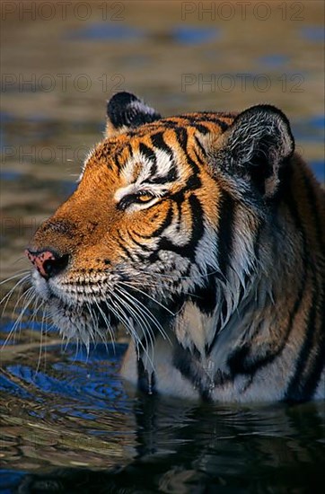 Indochinese tiger