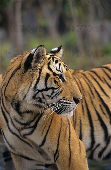 Indochinese tiger