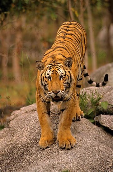 Indochinese tiger