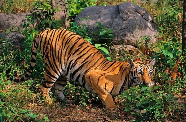 Indochinese tiger