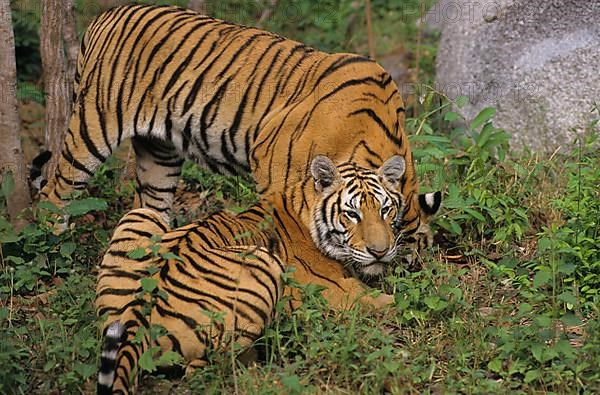 Indochinese tiger