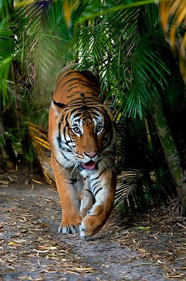 Malaysia tiger