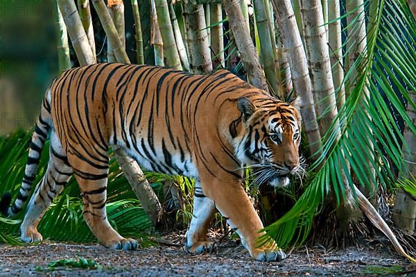 Malaysia tiger