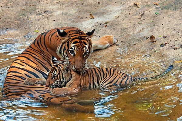 Malaysia tiger