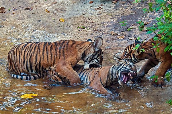 Malaysia tiger