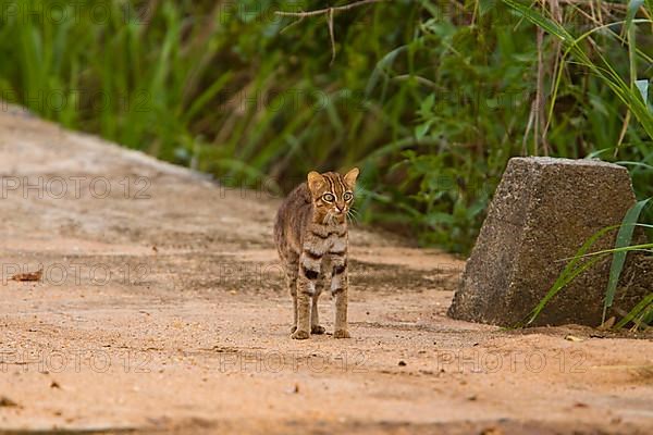 Rust-spotted rusty-spotted cat