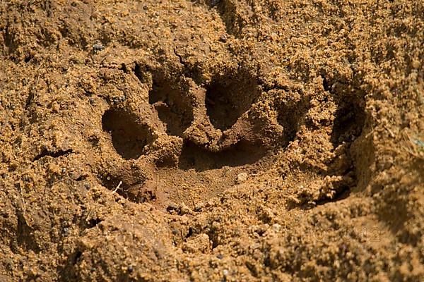 Sri Lanka leopard