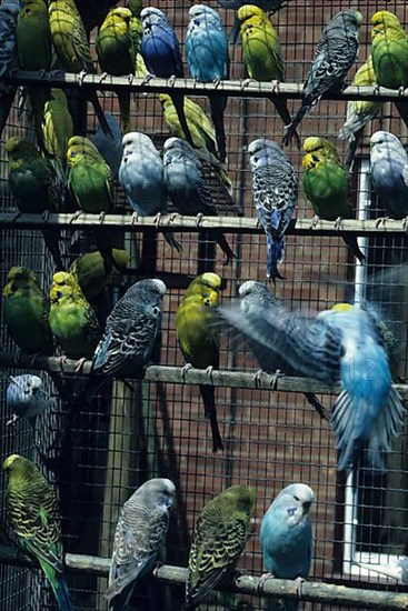Budgie close-up of a well-stocked aviary