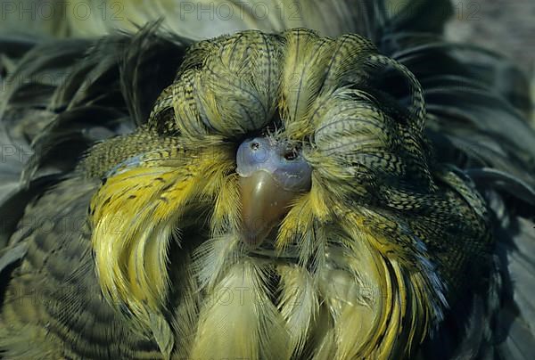 Budgie close-up