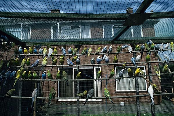 Budgie close-up of a well-stocked aviary