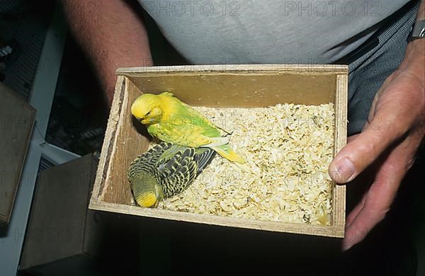 Budgies