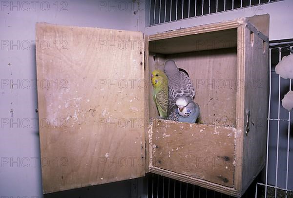 Budgies