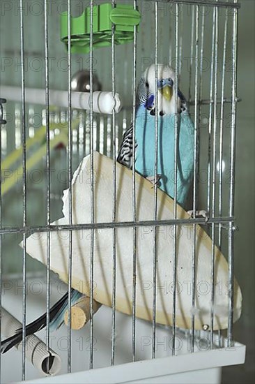 Budgie