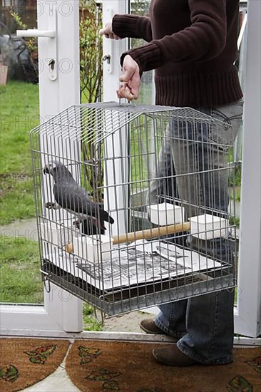 African grey parrot