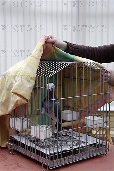 African grey parrot