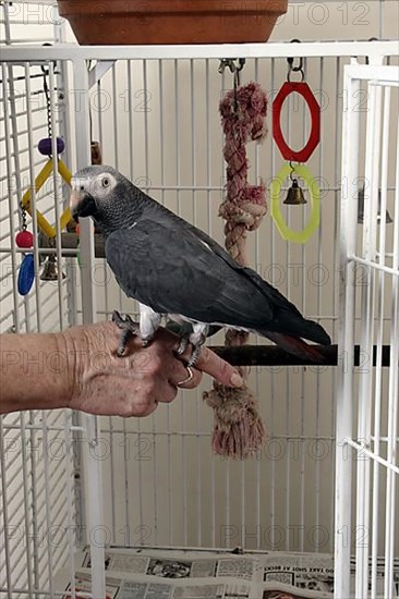 African grey parrot