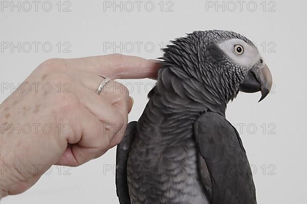 African grey parrot