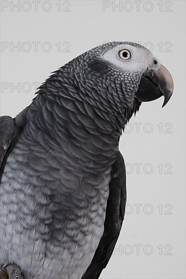 African african grey parrot